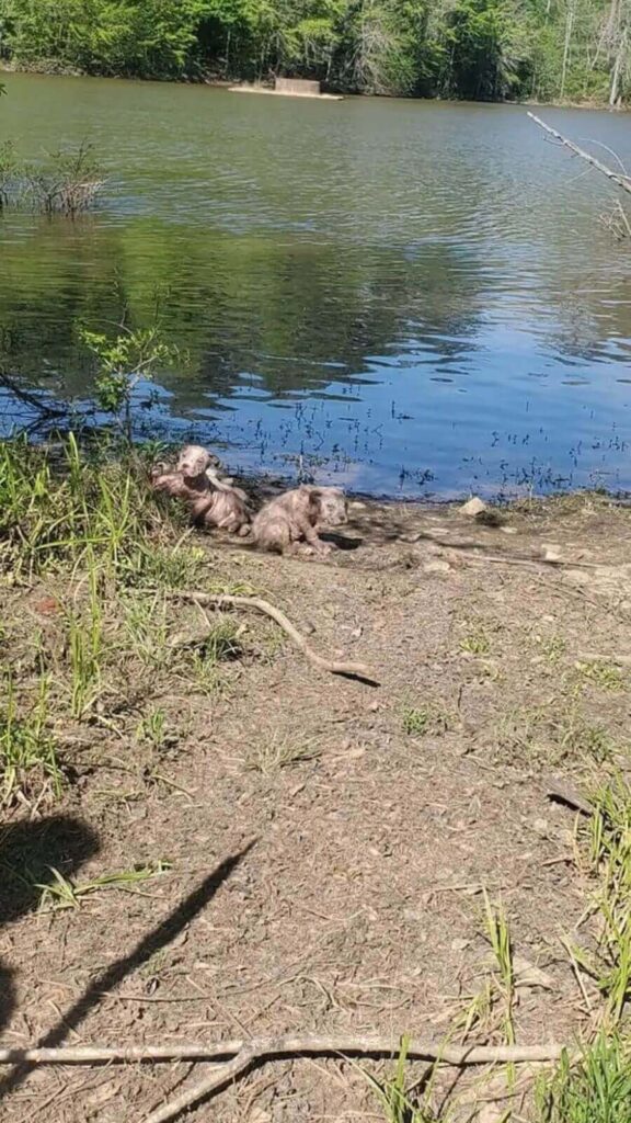 Filhotes de cachorro com sarna, abandonados à beira de um lago