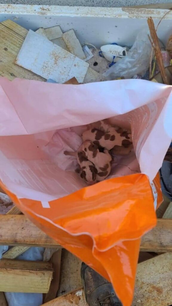 Filhotes de cachorro recém-nascidos encontrados em saco plástico laranja, abandonados em meio a entulhos