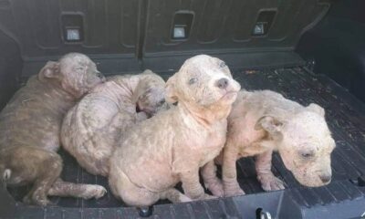 Filhotes de cachorro abandonados com sinais de sarna em carroceria de carro