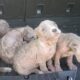 Filhotes de cachorro abandonados com sinais de sarna em carroceria de carro