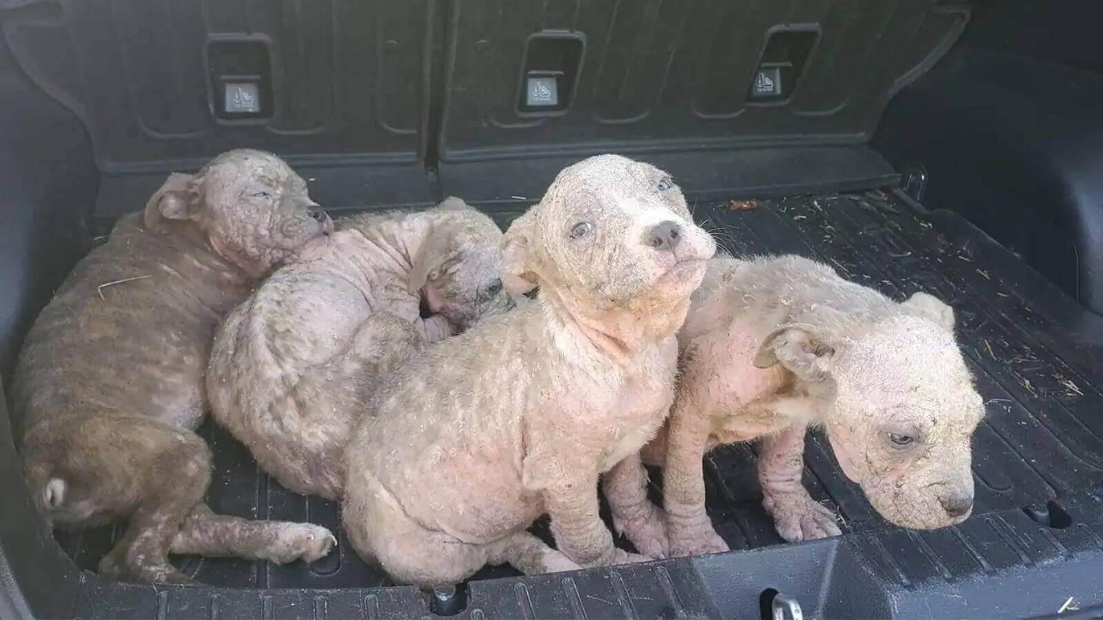 Filhotes de cachorro abandonados com sinais de sarna em carroceria de carro