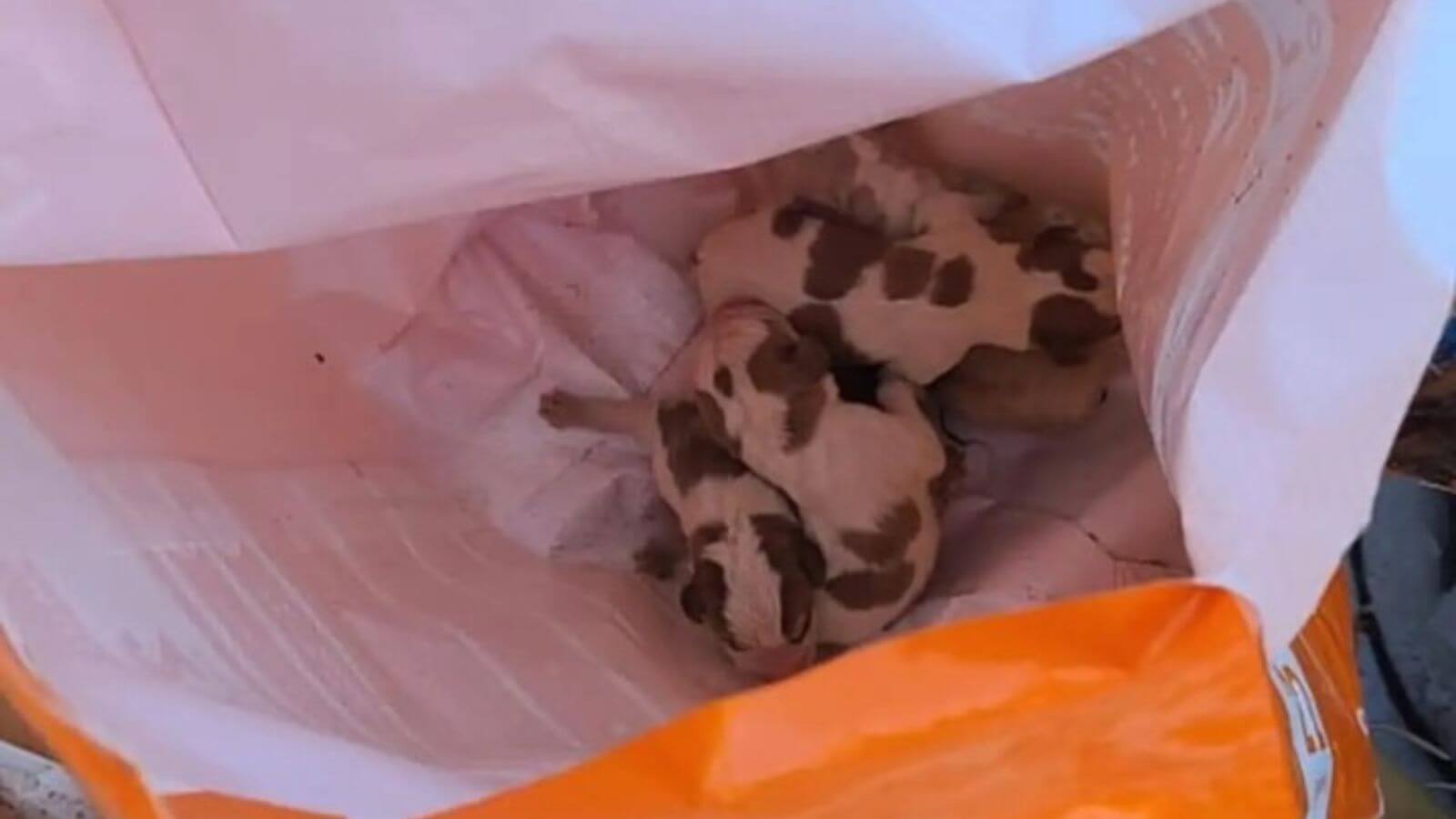 Filhotes de cachorro recém-nascidos encontrados em saco plástico laranja, abandonados em meio a entulhos