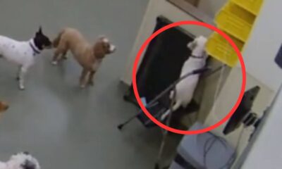 Cachorro tenta fugir de creche para cães, capturado em câmera de segurança. Outros cães observam a cena curiosamente.