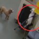 Cachorro tenta fugir de creche para cães, capturado em câmera de segurança. Outros cães observam a cena curiosamente.