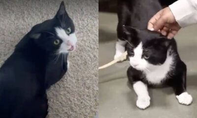 Gato preto e branco recebendo carinho de humano