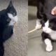 Gato preto e branco recebendo carinho de humano