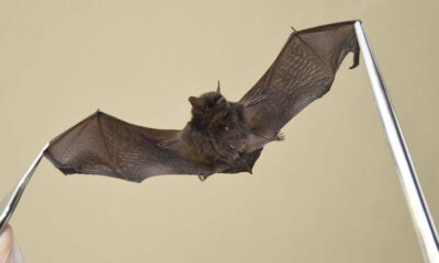 Jundiaí identifica morcego positivo para raiva, foto mostra o animal sendo manuseado com pinças em laboratório.