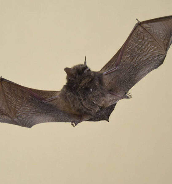 Jundiaí identifica morcego positivo para raiva