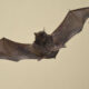 Jundiaí identifica morcego positivo para raiva, foto mostra o animal sendo manuseado com pinças em laboratório.