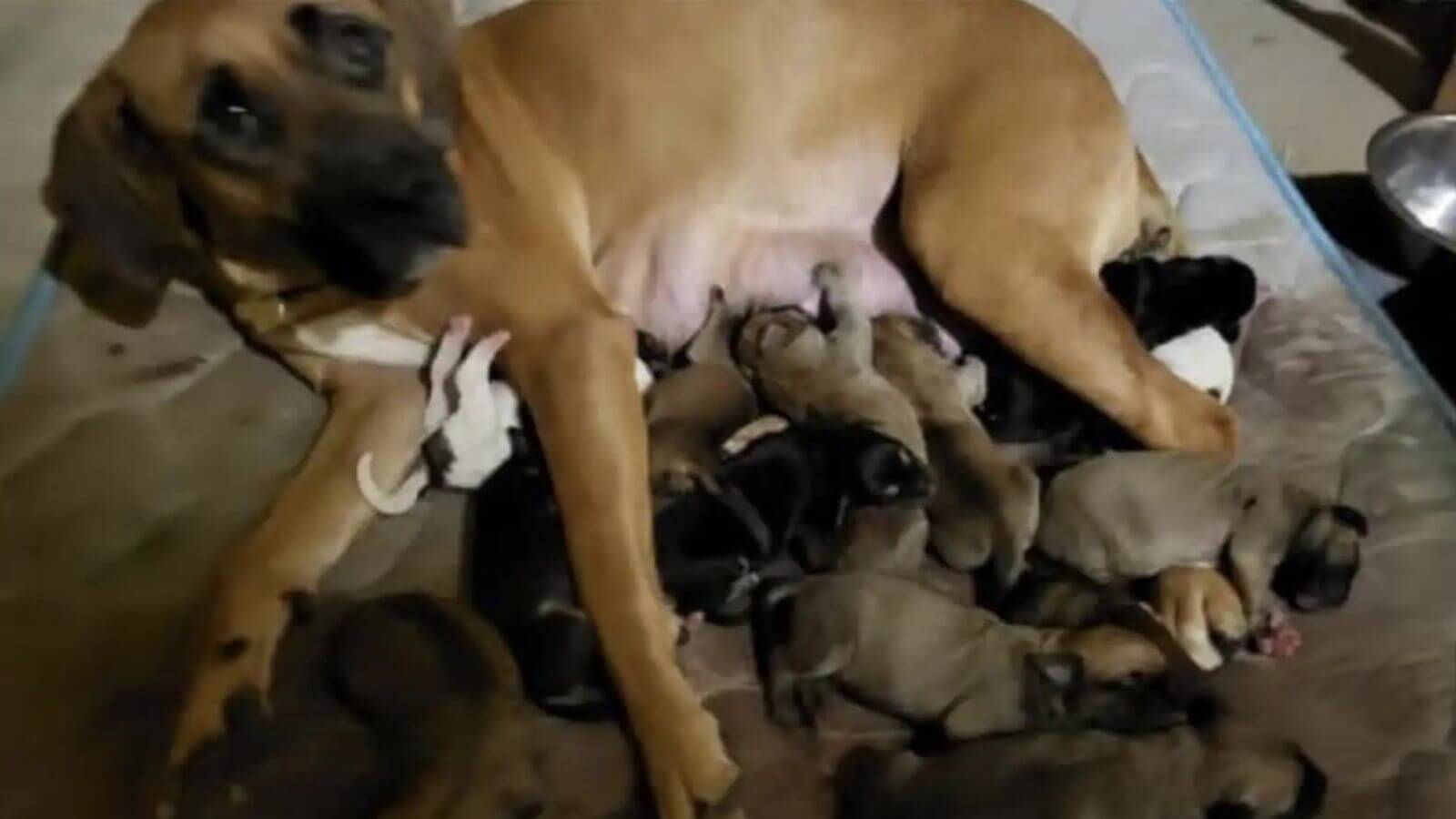Cadela resgatada amamentando 12 filhotes de cachorro em abrigo