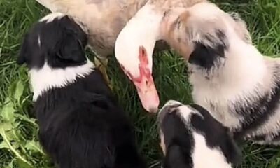 Patos e filhotes de cachorro brincando juntos em um gramado verde, criando um momento de interação adorável e natural.