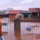 Animais sendo resgatados nas enchentes no RS