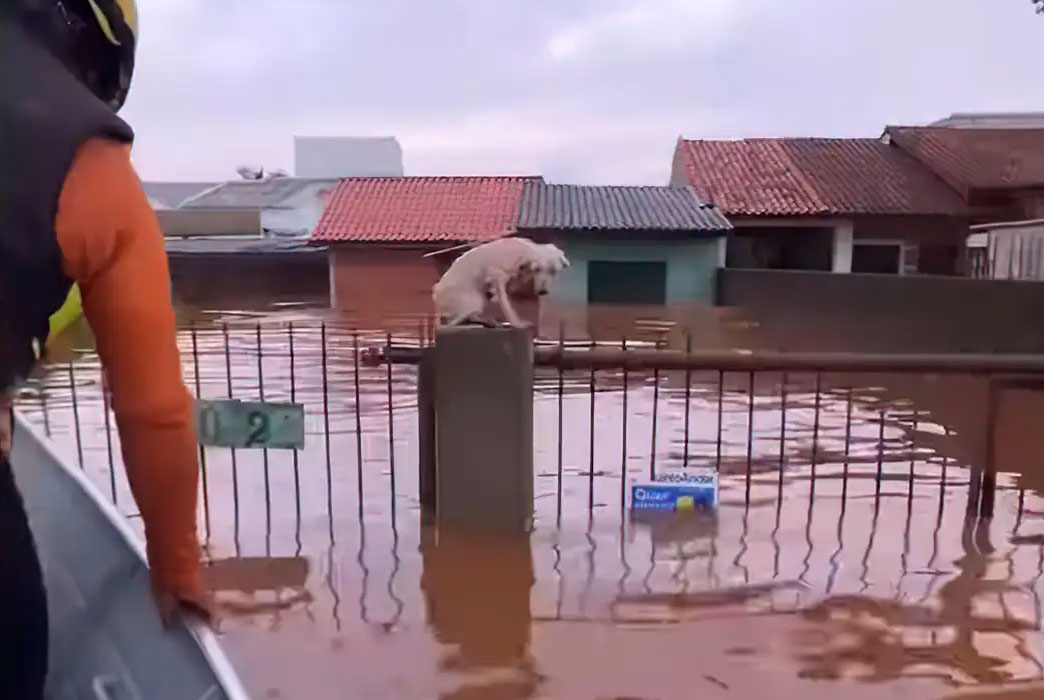 Animais sendo resgatados nas enchentes no RS