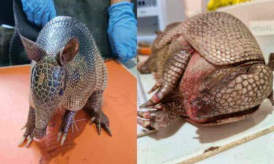 Duas imagens de tatu-galinha com ferimentos na clínica veterinária da Mata Ciliar.