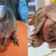 Duas imagens de tatu-galinha com ferimentos na clínica veterinária da Mata Ciliar.