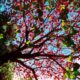 Árvore durante Florada dos Ipês