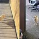 Cachorro abandonado em canteiro de obras