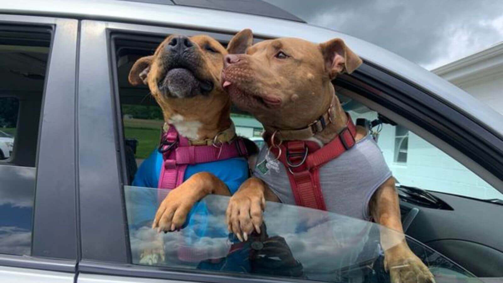 Cachorros em carro