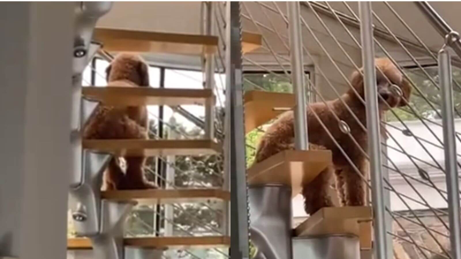 Cachorro sentado em escada igual humano