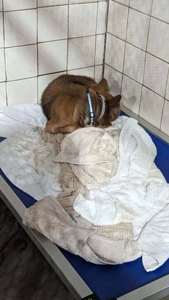 Cachorro da raça chihuahua idoso deitado em uma caminha dentro de um canil
