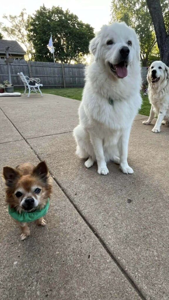 Cachorro da raça chihuahua idoso ao lado de cachorro grande e branco