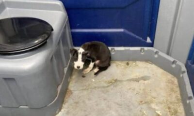 Filhote de cachorro foi abandonado em banheiro portátil