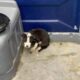 Filhote de cachorro foi abandonado em banheiro portátil