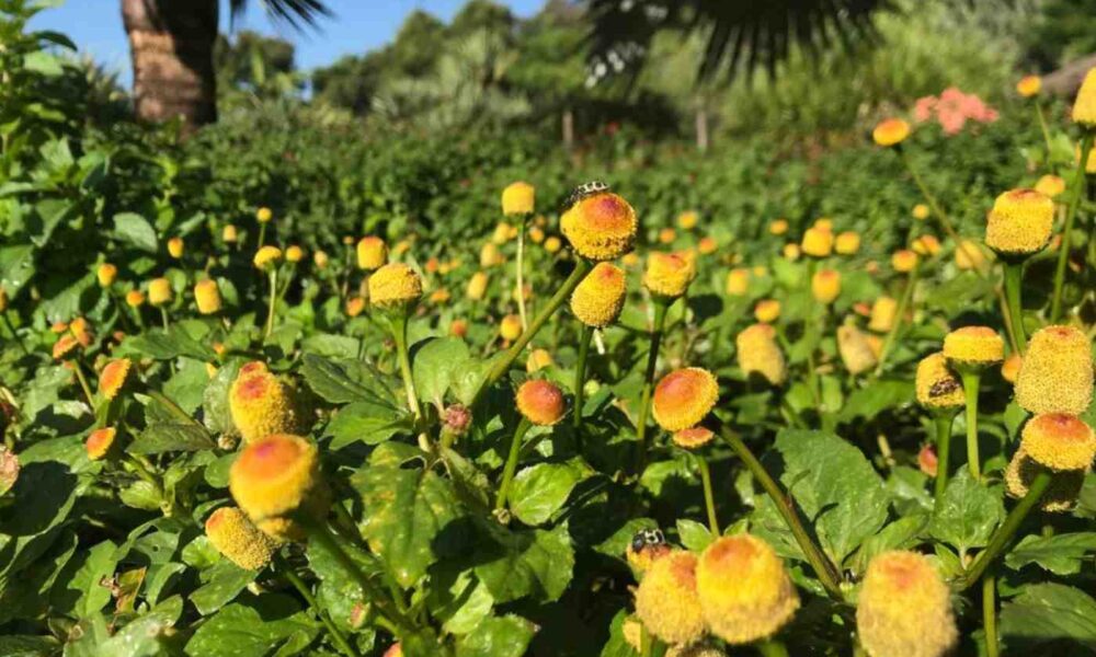 Canteiro de flores do Crianças conhecerão folhas e flores disponíveis no Jardim Botânico de Jundiaí