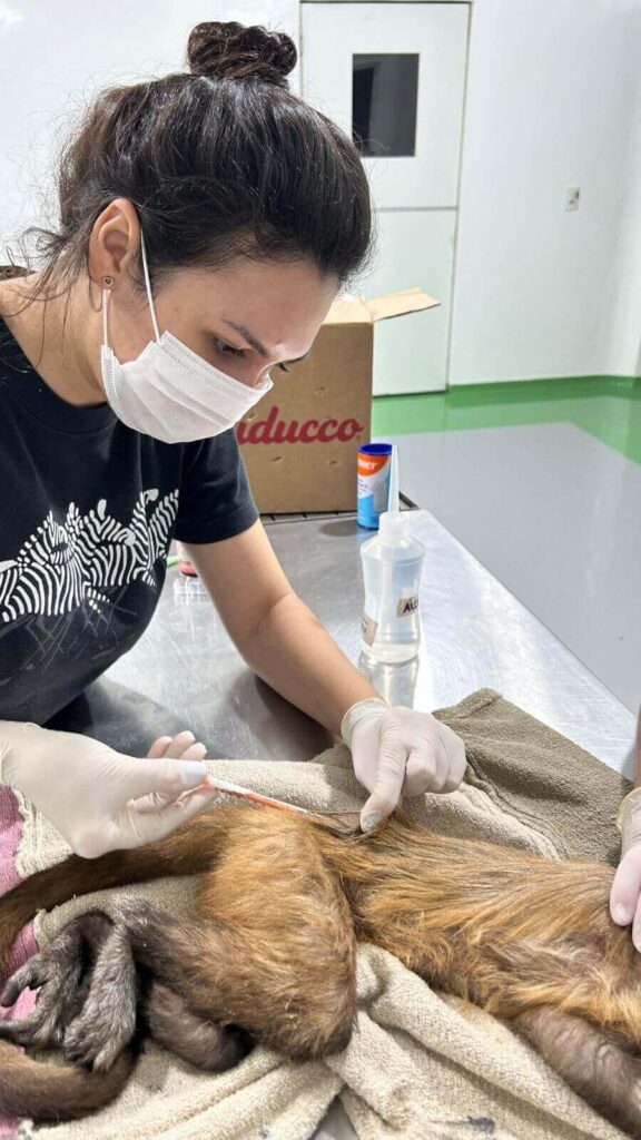 Veterinária da Mata Ciliar de Jundiaí consultando macaco-prego deitado em mesa