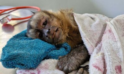 Macaco-prego deitado em mesa veterinária da Mata Ciliar de Jundiaí