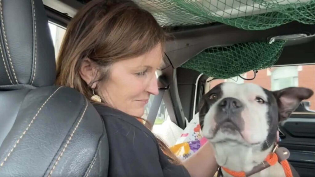 Cachorro pit bul preto e branco com mulher dentro de carro