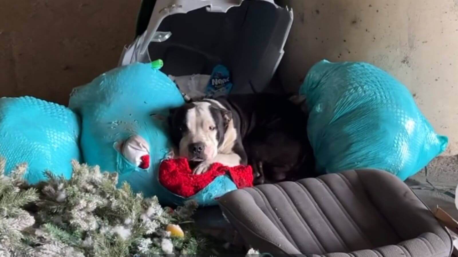 Cachorro pit bul preto e branco deitado em pilha de lixo