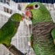 Papagaios-de-peito-roxo são resgatados e levados a mata ciliar