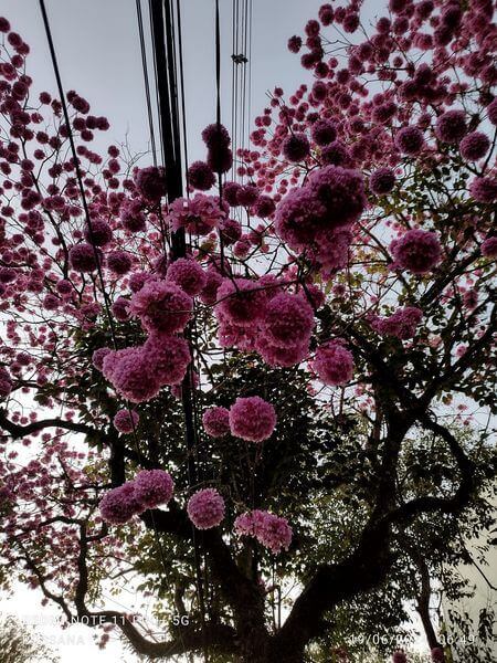 Árvore durante Florada dos Ipês