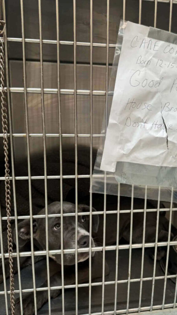 Cachorro da raça Cane Corso cinza, dentro de canil de abrigo com bilhete preso no portão
