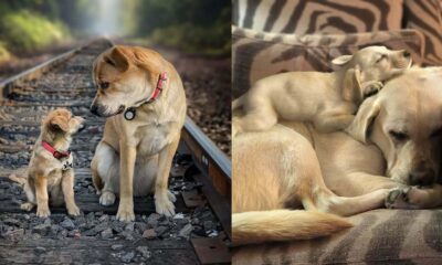 Duas fotos justapostas de cachorros. À esquerda, um cachorro adulto e um filhote sentados sobre trilhos de trem, ambos usando coleiras vermelhas. À direita, dois cachorros de cor clara, um adulto e um filhote, descansando em um sofá.