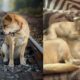 Duas fotos justapostas de cachorros. À esquerda, um cachorro adulto e um filhote sentados sobre trilhos de trem, ambos usando coleiras vermelhas. À direita, dois cachorros de cor clara, um adulto e um filhote, descansando em um sofá.