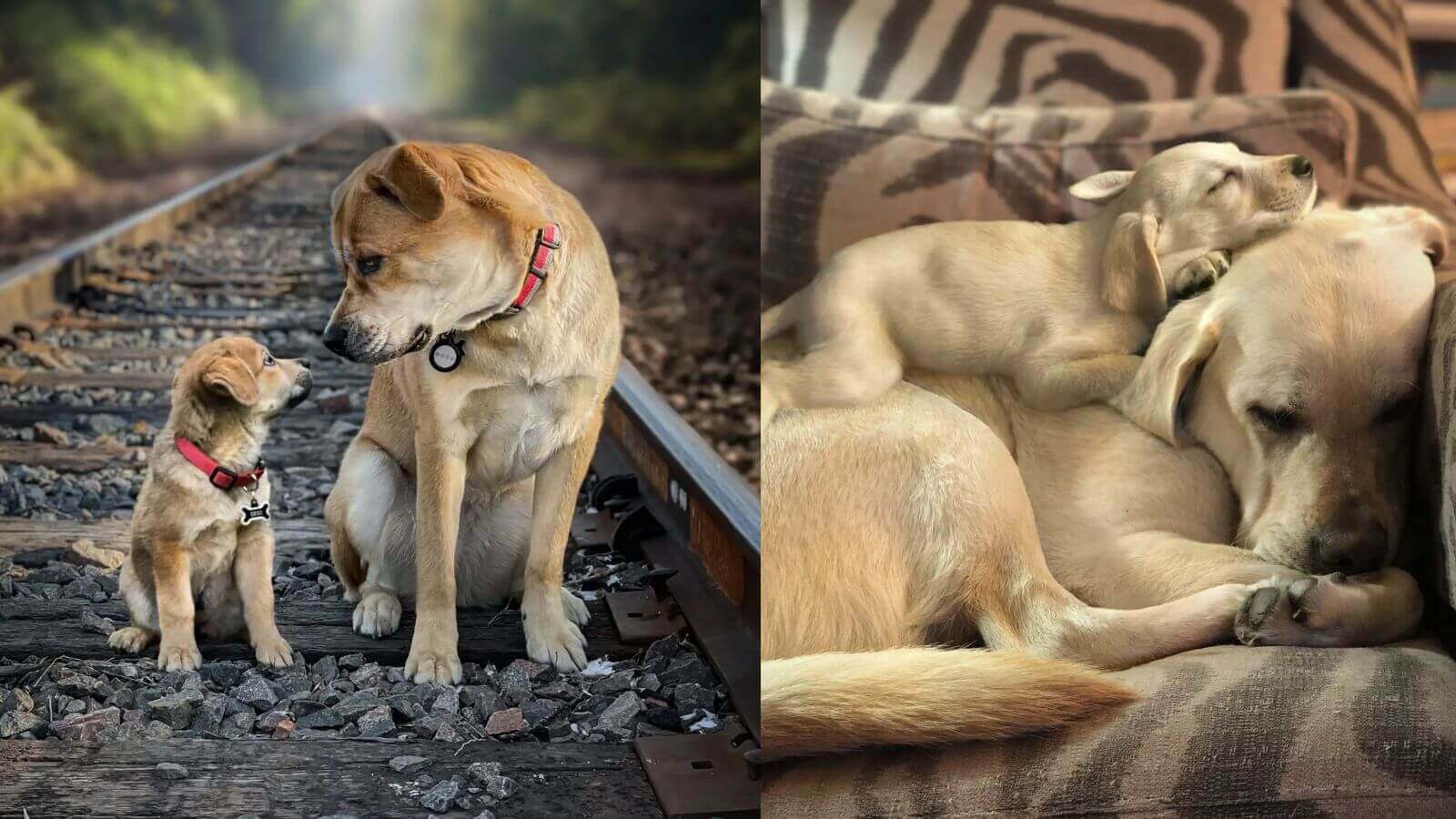 Duas fotos justapostas de cachorros. À esquerda, um cachorro adulto e um filhote sentados sobre trilhos de trem, ambos usando coleiras vermelhas. À direita, dois cachorros de cor clara, um adulto e um filhote, descansando em um sofá.