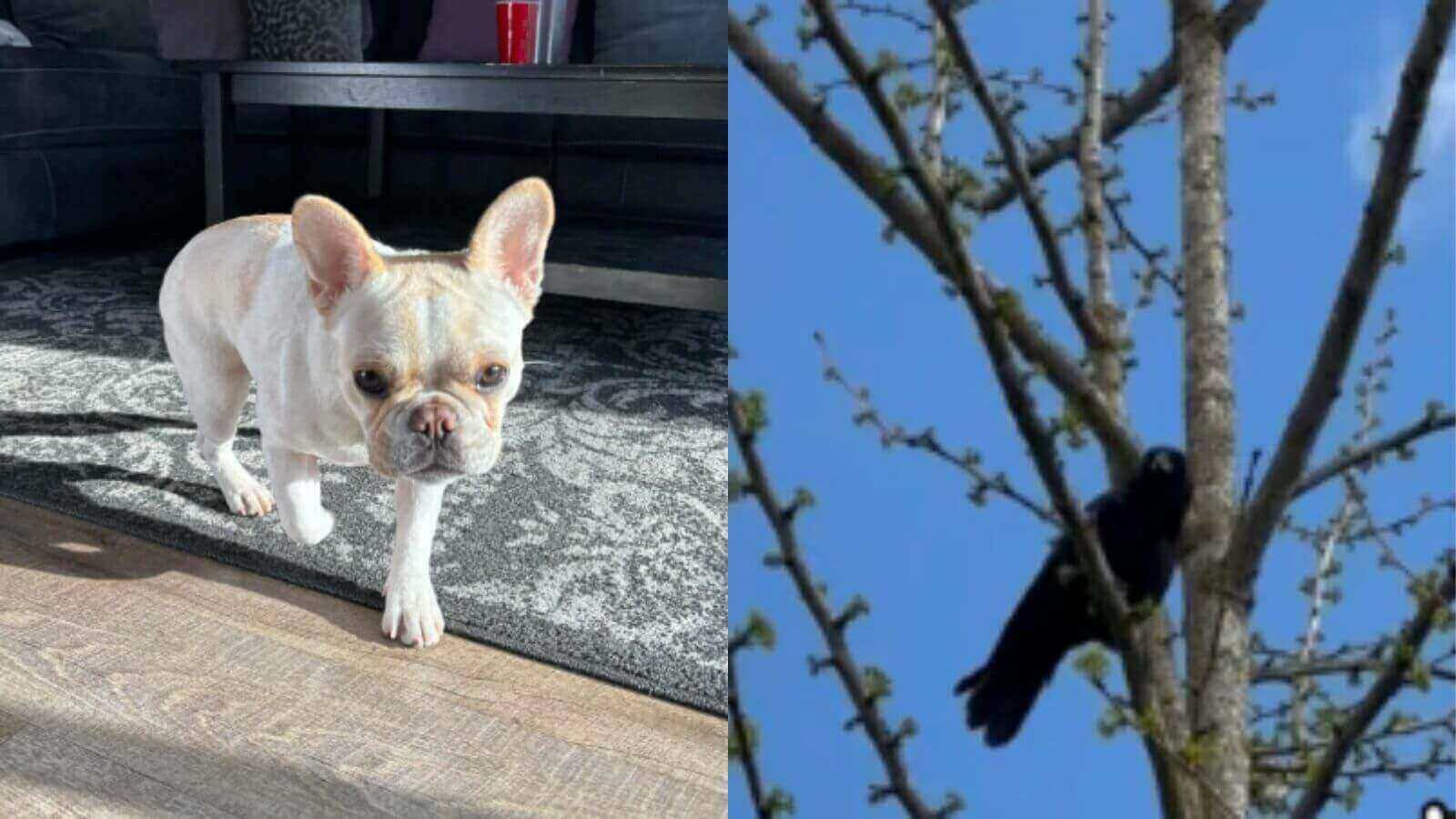 Um cachorro buldogue francês em uma sala e um pássaro no alto de uma árvore.