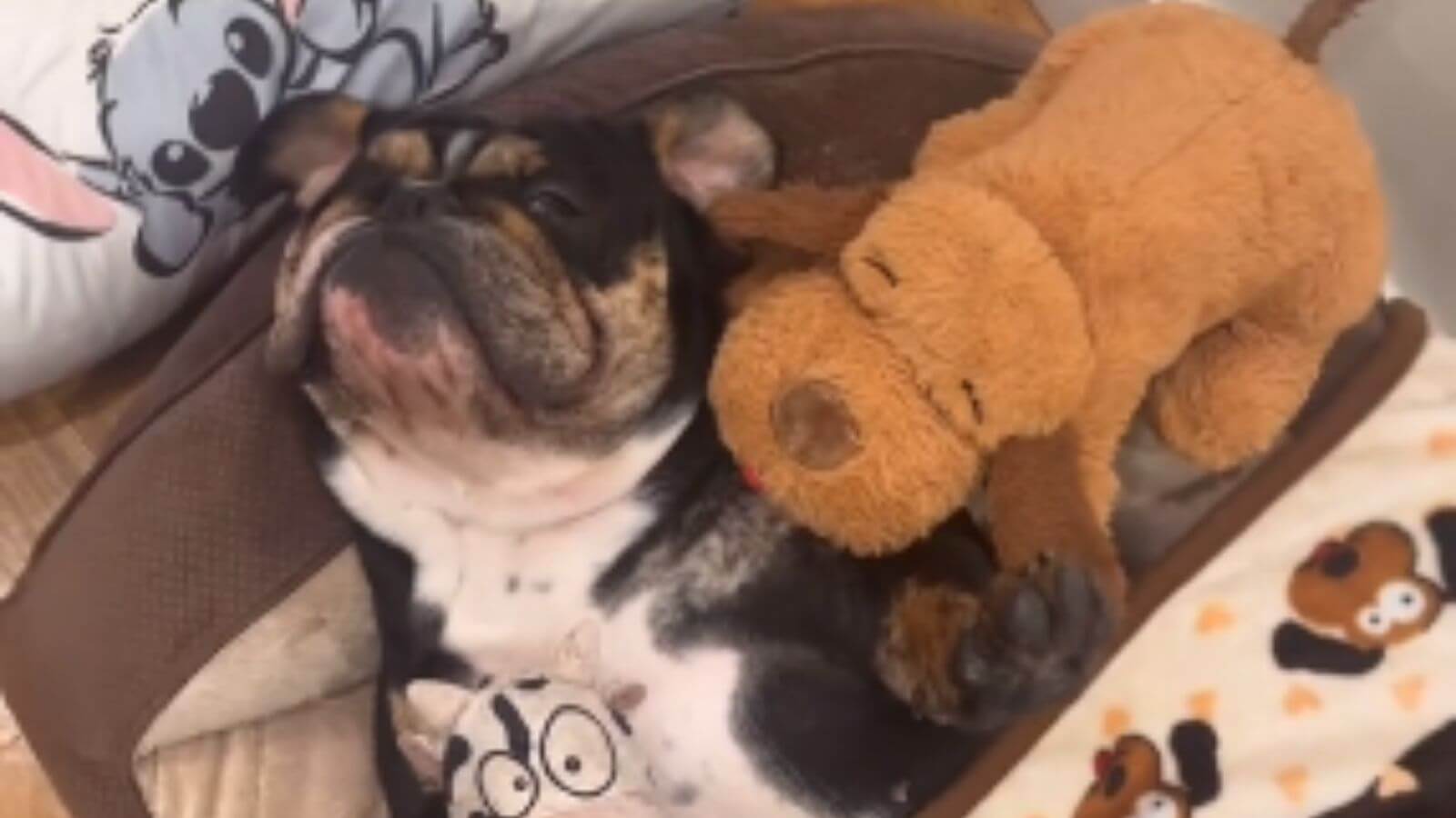Cachorro bulldogue dormindo em cama de pet com ursinho de pelúcia e cobertor.