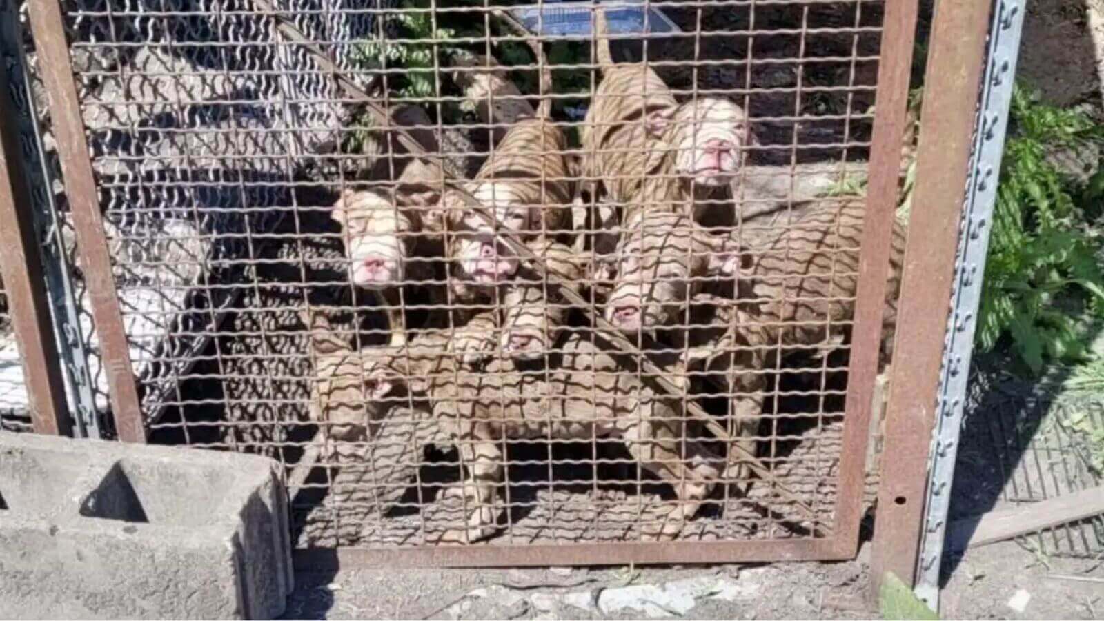 Filhotes de cachorro magros e abandonados em canil improvisado
