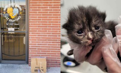 Filhote de gato resgatado após ser abandonado em uma caixa de papelão na porta do abrigo