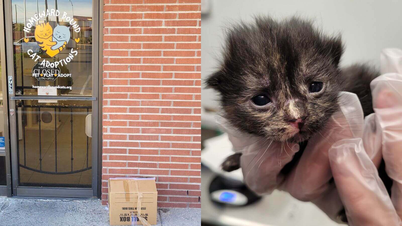 Filhote de gato resgatado após ser abandonado em uma caixa de papelão na porta do abrigo