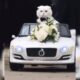 Gato entrando em casamento com gravata dentro de um carro branco de brinquedo.