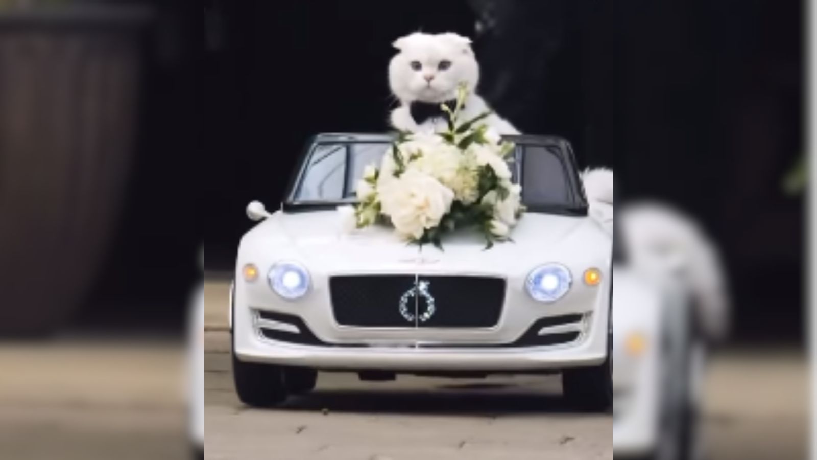 Gato entrando em casamento com gravata dentro de um carro branco de brinquedo.