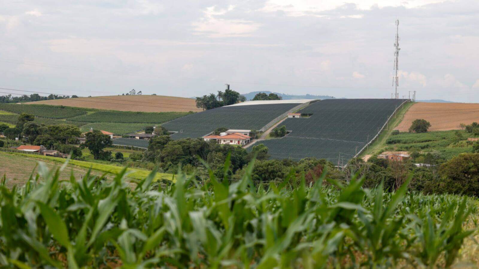 Plantação de Uva em Jundiaí