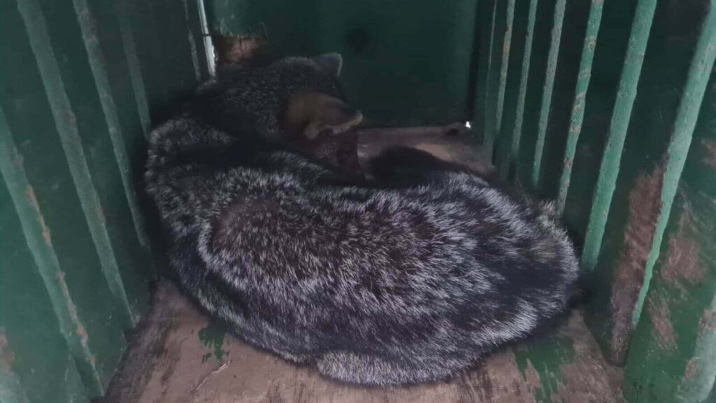 Cachorro-do-mato resgatado dentro de caixa de transporte