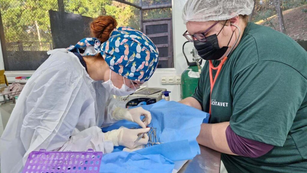 Veterinários realizam cirurgia em maritaca ferida no centro de recuperação da Mata Ciliar de Jundiaí