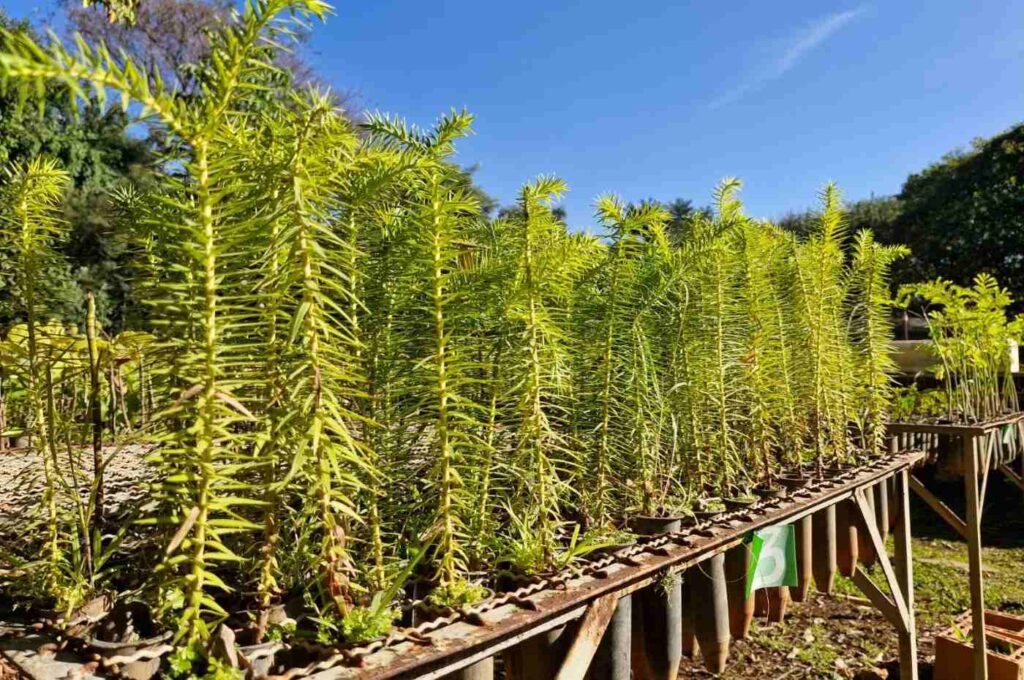 Cultivo de mudas de araucária na Mata Ciliar para reflorestamento