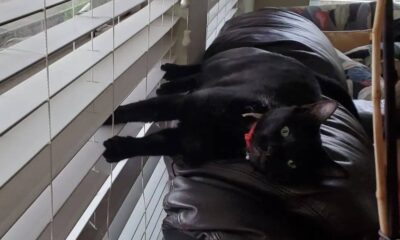 Gato preto deitado em costas do sofá com patas em persiana de janela
